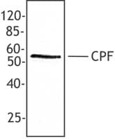 IHC-plus™ NR5A2 / LRH-1 Antibody (aa1-67)