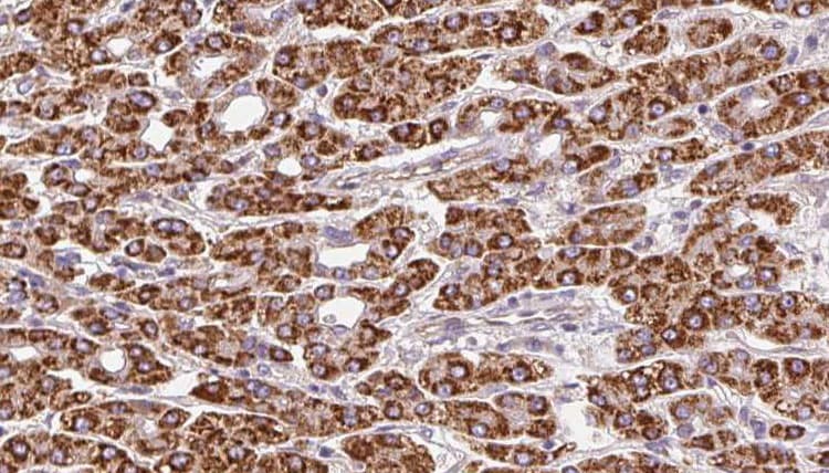 OR51F2 Antibody