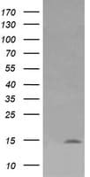 LYZ / Lysozyme Antibody (clone OTI1D8)