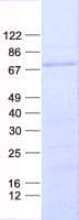 Human BRAP2 Protein (Recombinant His, N-Terminal)