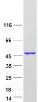 Human KATII / AADAT Protein (Recombinant Myc-DDK (Flag))