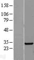 HES6 Protein (Over-Expression Lysate Myc-DDK (Flag))