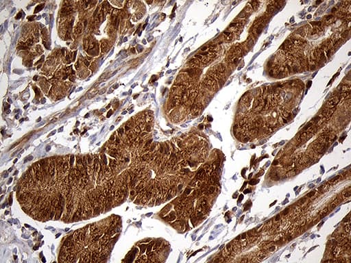 CHIA / Amcase Antibody (clone OTI3H4, Carrier-free)