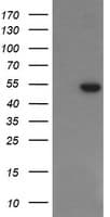 IHC-plus™ PGD Antibody (clone 2A5)