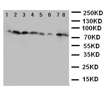 Polyclonal Rabbit anti-Human CYPOR / POR Antibody (aa659-677, IHC, WB)