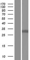 ARL13A Protein (Over-Expression Lysate Myc-DDK (Flag))