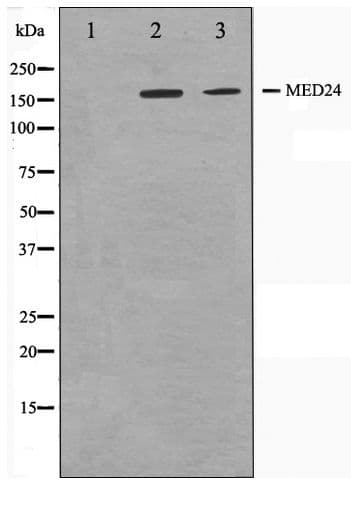 Polyclonal Rabbit anti-Human MED24 / TRAP100 Antibody (IF, WB)