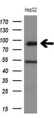 HIPK1 Antibody (aa439-697, clone OTI3C4)