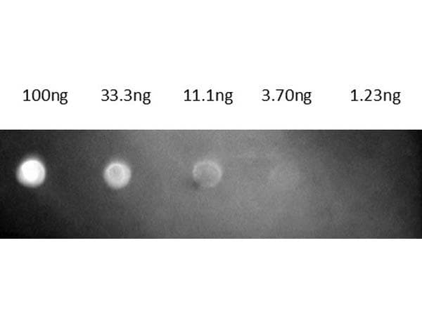 Polyclonal Goat Anti-Mouse IgG Secondary Antibody (TR, IF)