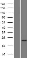 CHP2 Protein (Over-Expression Lysate Myc-DDK (Flag))