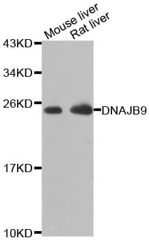 ERdj4 / DNAJB9 Antibody