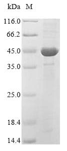 Oryza sativa MPK5 Protein (Recombinant 10His, N-terminus + Myc, C-terminus)