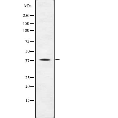 TAAR1 / TA1 Antibody
