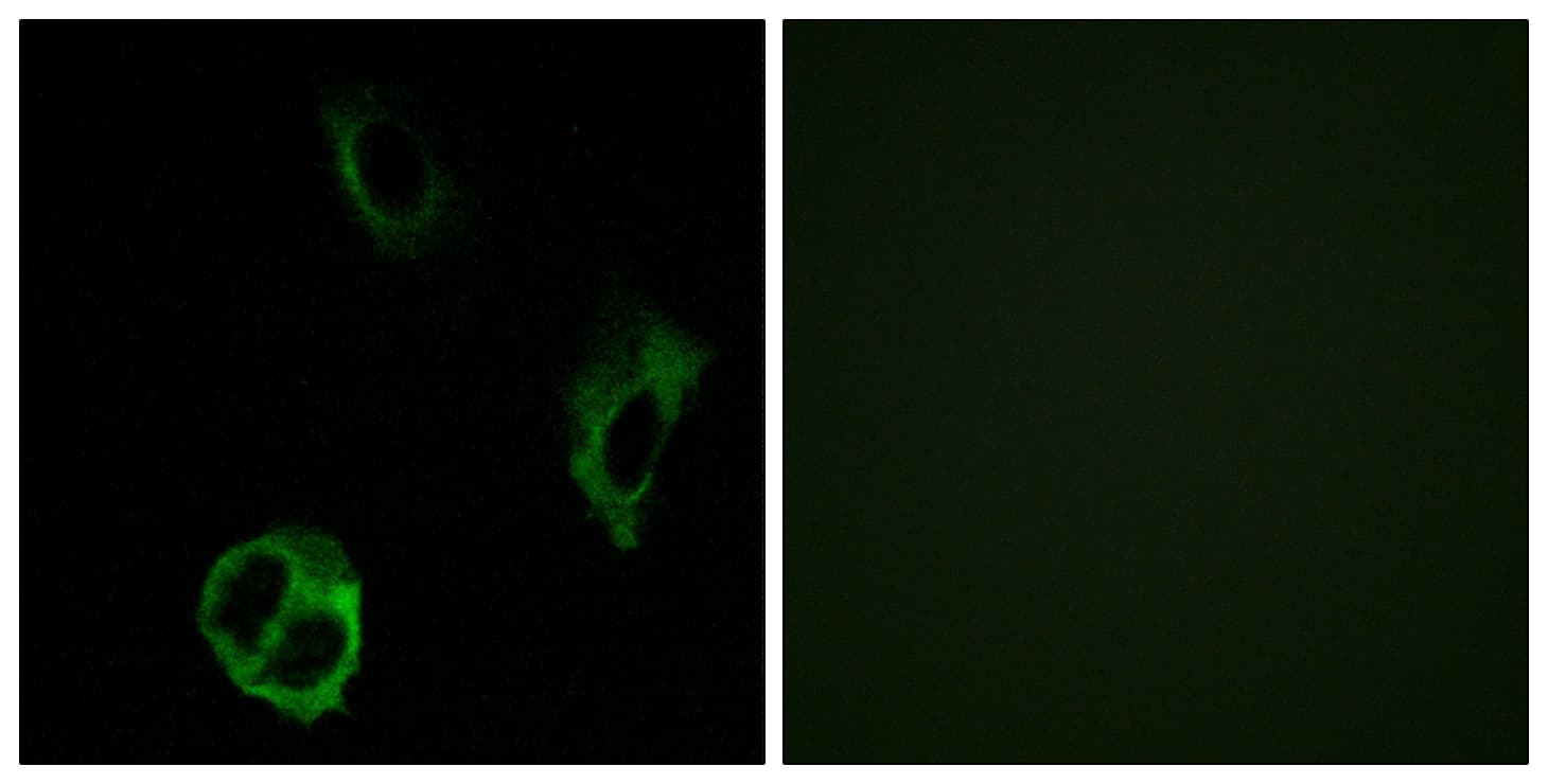 OR51I1 Antibody (aa265-314)