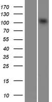 CHD1L Protein (Over-Expression Lysate Myc-DDK (Flag))