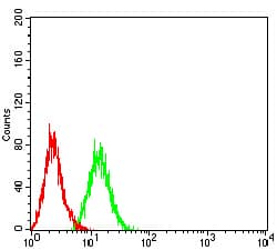 Monoclonal Mouse anti-Human SOD2 / Mn SOD Antibody (clone 8H3F9, IHC, WB)