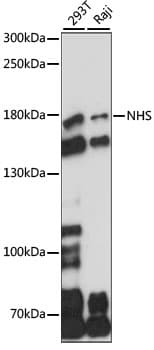 NHS Antibody