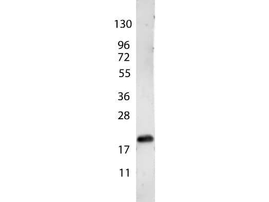 VEGFA / VEGF Antibody