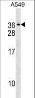 GEMIN8 Antibody (aa213-239)