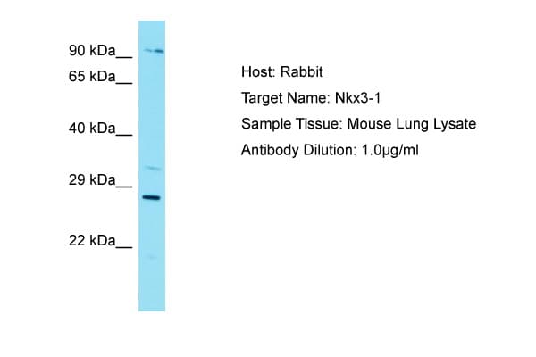 NKX3-1 Antibody (aa90-139)