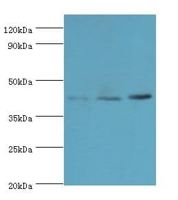 MICA Antibody (aa24-307)