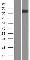ACTN3 Protein (Over-Expression Lysate Myc-DDK (Flag))