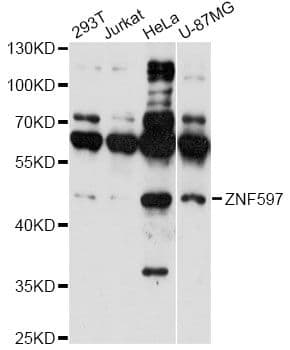ZNF597 Antibody