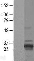 RD3 Protein (Over-Expression Lysate Myc-DDK (Flag))