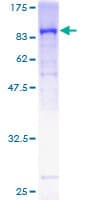 Human GUCY1B3 Protein (Recombinant GST)