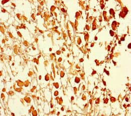 UBXN2B Antibody