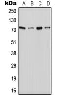 Polyclonal Rabbit anti-Human SLC6A18 / XTRP2 Antibody (C-Terminus, WB)
