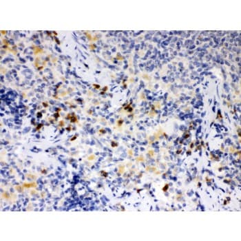 ATG14 Antibody (aa70-101)