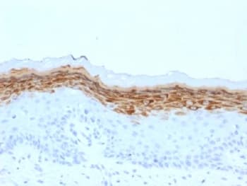 FLG / Filaggrin Antibody (clone FLG/1561, Azide-free, BSA-free)