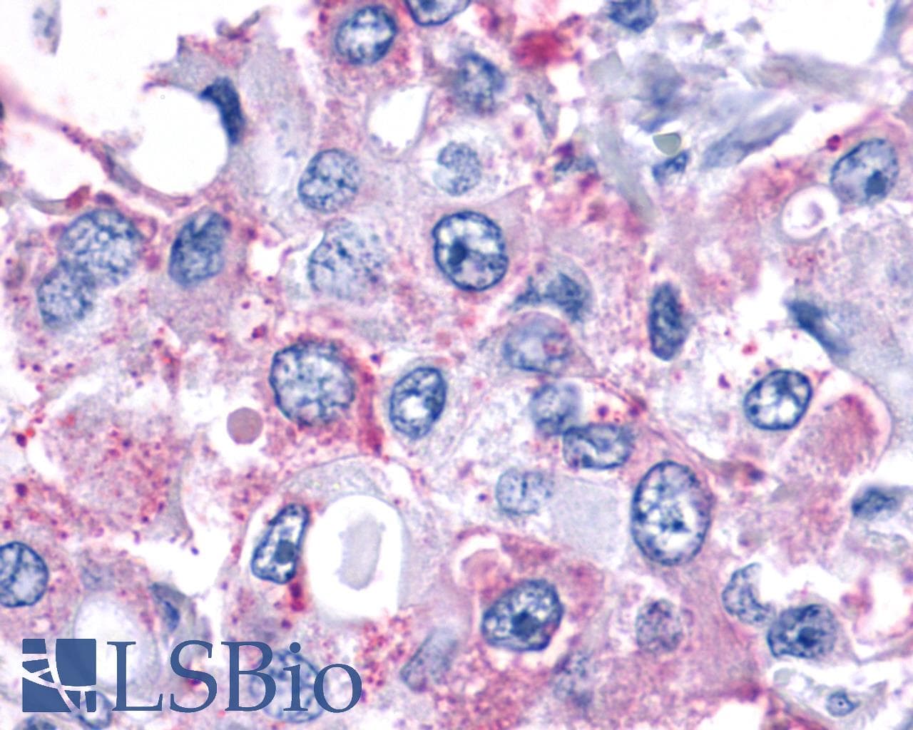 IHC-plus™ F2RL1 / PAR2 Antibody (N-Terminus)