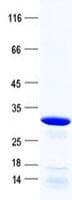 Human POMZP3 Protein (Recombinant His, N-Terminal)