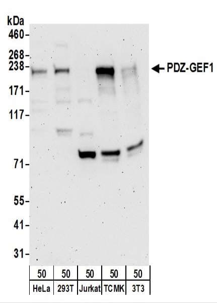 IHC-plus™ RAPGEF2 Antibody (aa975-1025)