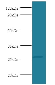 TNF Alpha Antibody (HRP)