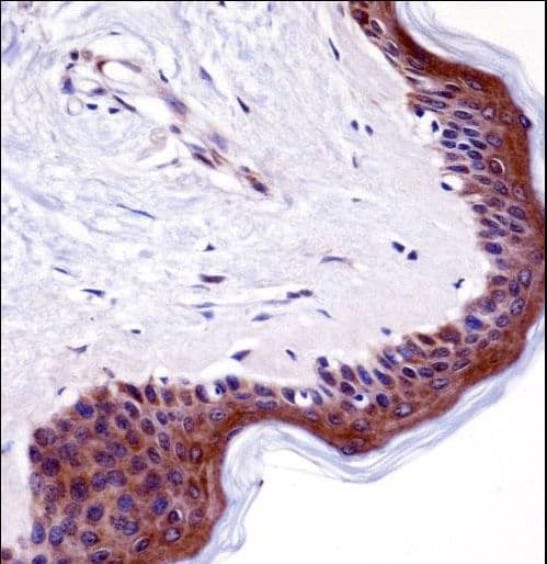 LSM14A Antibody (aa311-340)