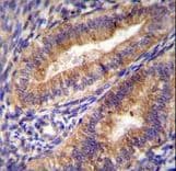 PTGS2 / COX2 / COX-2 Antibody (aa363-391)