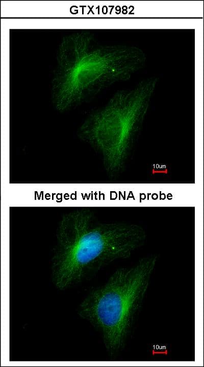 IPO13 / LGL2 Antibody (aa901-963)