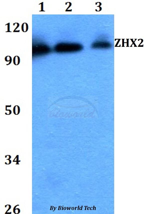 Polyclonal Rabbit anti-Human ZHX2 / RAF Antibody (WB)