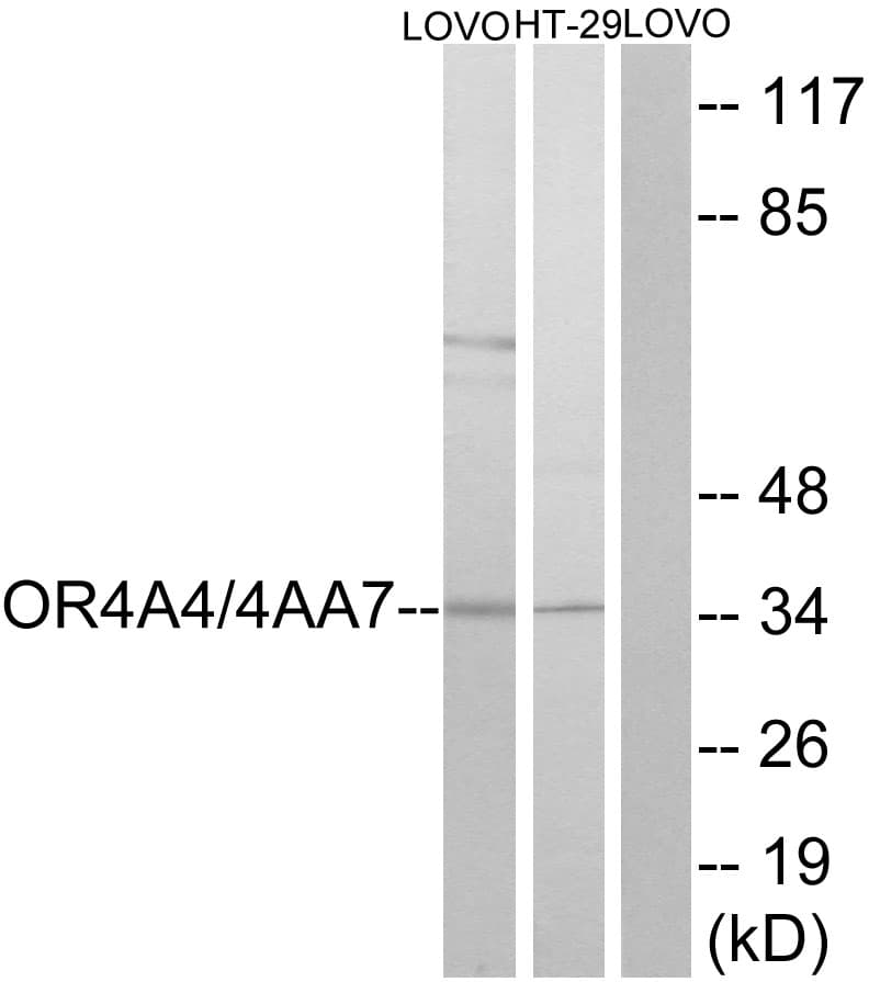 OR4A4 + OR4A47 Antibody (C-Terminus)