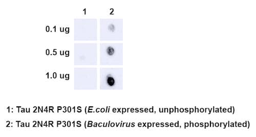 MAPT / Tau Antibody (phospho-Ser202/pThr205, clone AH36, Atto 680)