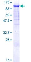 Human ZNF496 / NZIP1 Protein (Recombinant GST)