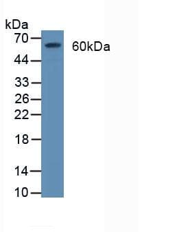CD55 Antibody (Biotin)