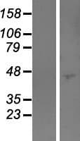 PODNL1 Protein (Over-Expression Lysate Myc-DDK (Flag))