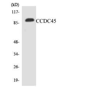 CEP95 / CCDC45 Antibody (aa574-623)