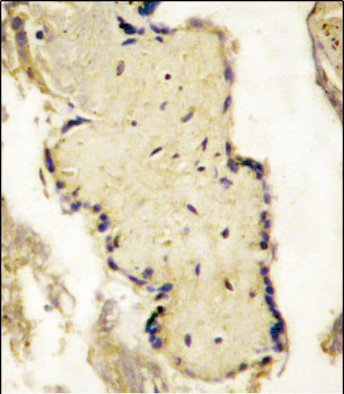 Polyclonal Rabbit anti-Human SPPL2A / IMP3 Antibody (aa108-138, IHC, WB)