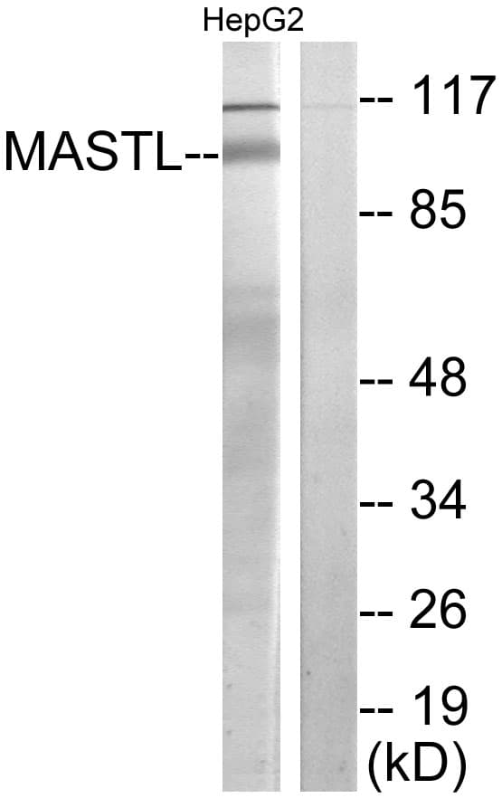 MASTL / GW Antibody (aa821-870)