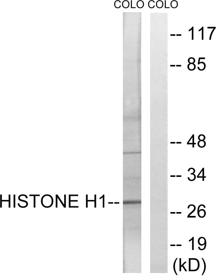 IHC-plus™ Histone H1 Antibody (aa1-50)